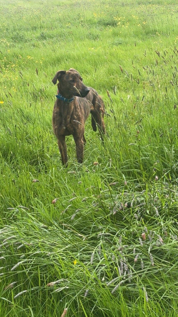 Saluki whippet bull greyhound 14 months old