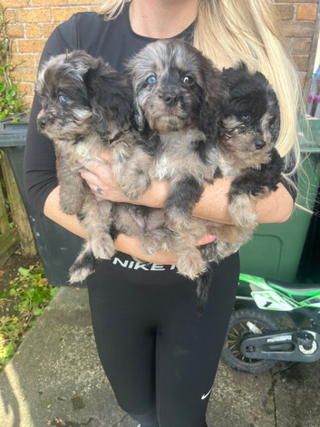 Cavapoo boys and girls