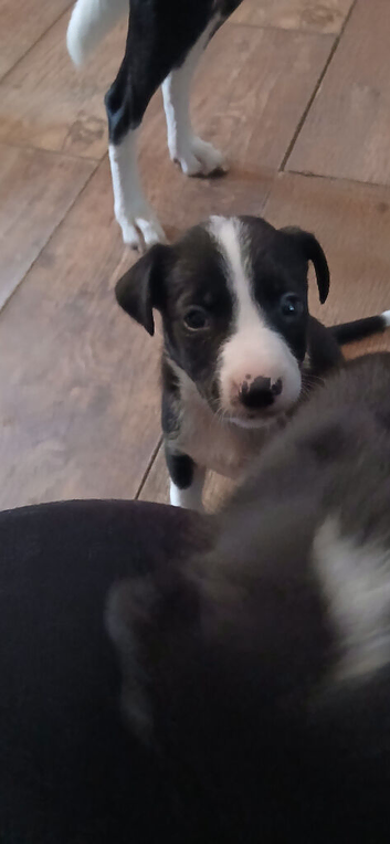 Puppy for sale