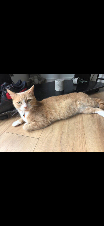 Rare ginger female 2 years old