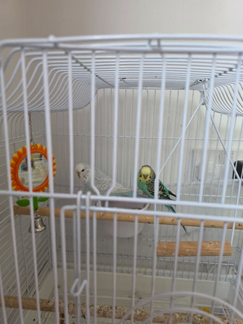 budgerigar