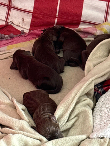 Sprockerdor puppies for sale