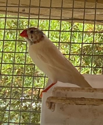Zebra finch Mutations