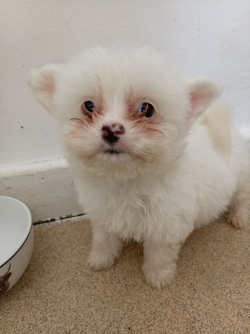 8 week old. Male pomchis