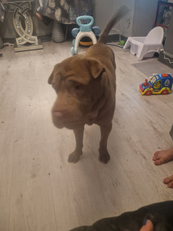 Male shar pei