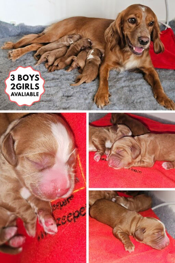 KC Reg Red Working Cocker Spaniel Puppies