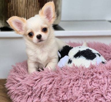 Beautiful White & Cream Long coat Male Chihuahua