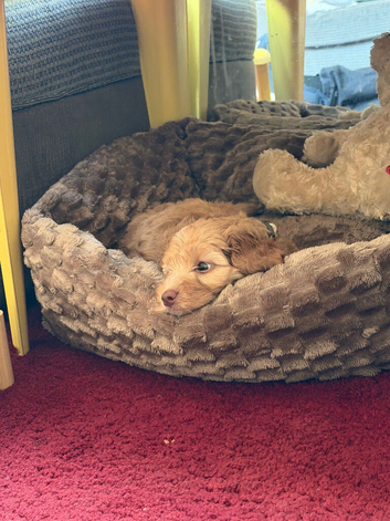 Rehoming sweet cockapoo