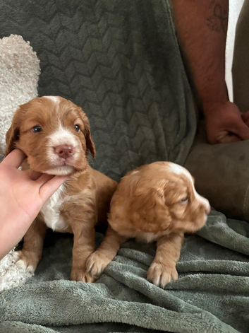 Reduced kc working puppies