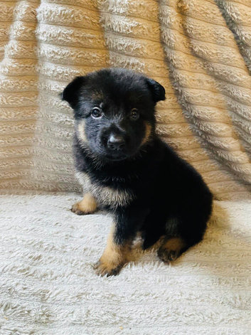 German Shepherd Puppies