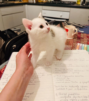 A beautiful kitten for sale