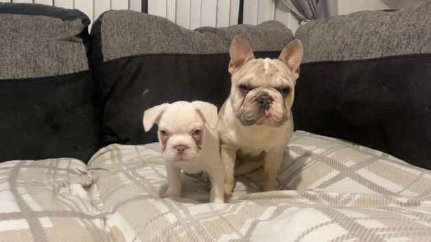 1 vaccine - last male ready to leave !!!! - DWKC French bulldog