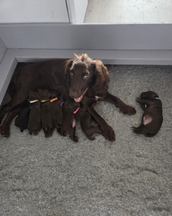 Amazing Litter of Working Cocker Spaniels Sired by FTCh Heolybwlch Denman