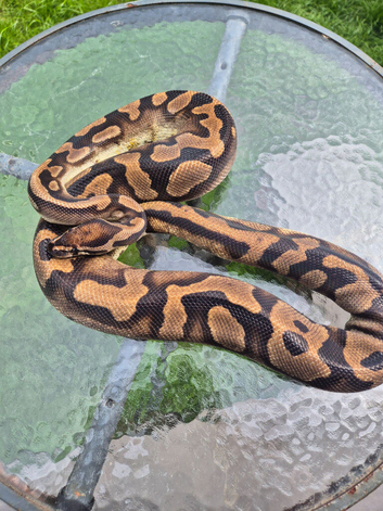 Royal pythons for sale