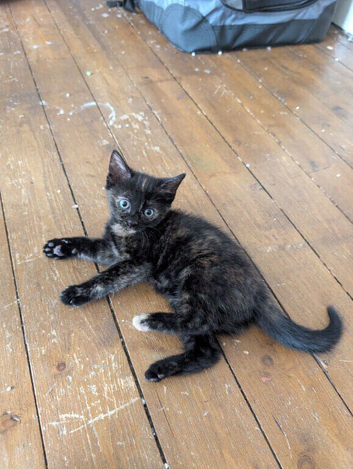 3 Female Kittens for sale