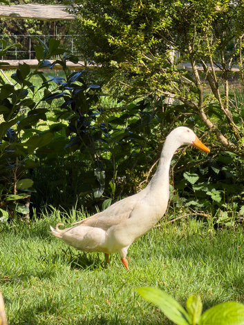 White Runner Duck (Drake)