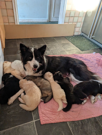 Swiss shepherd x husky x border collie puppies