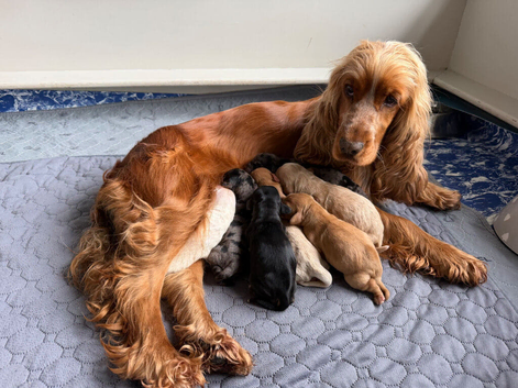 Stunning F1 Cockapoo Puppies (Show Type) &ndash; Rare Colours & Wonderful Temperaments!