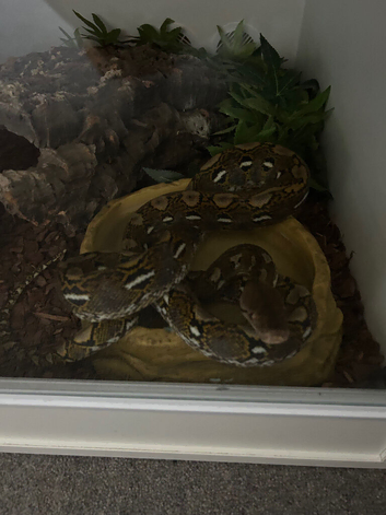 Reticulated python