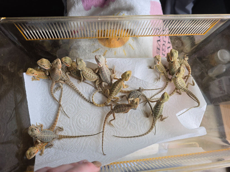 Baby Bearded Dragons- Ashford TW15