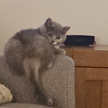 Beautiful  British shorthair girl ready for new hone