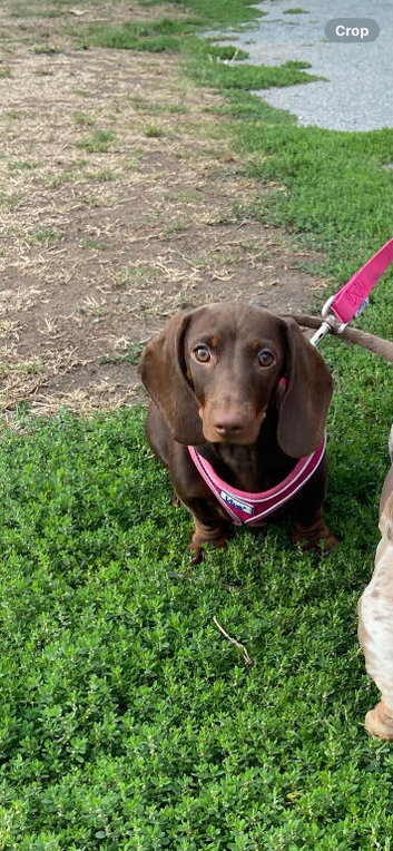 Dachshund