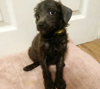 2 toy poodle pups left REDUCED