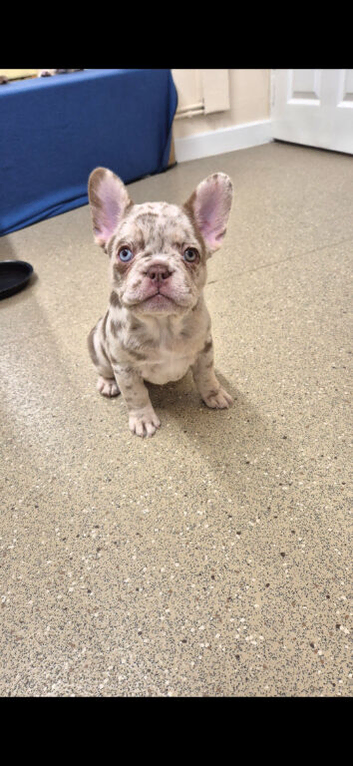 French bulldogs pups