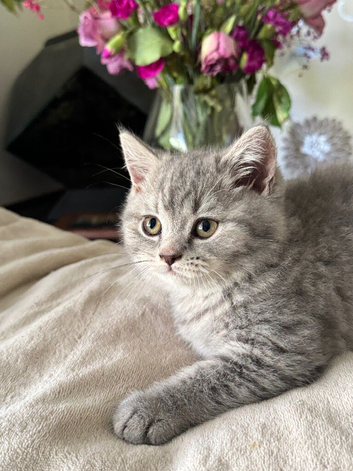 British short hair kittens