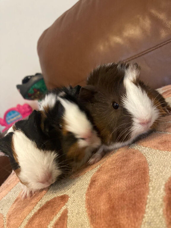 Guinea pigs for sale