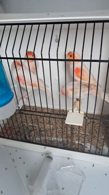 To pair canary