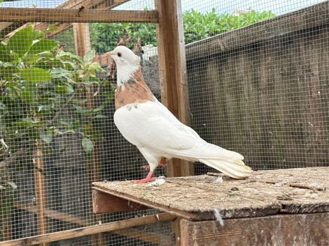 3 Toghi pigeons for sale