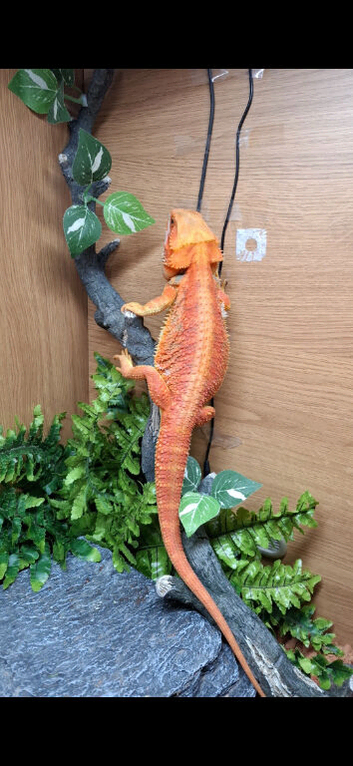 2 year old beared dragon