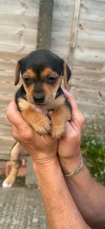 Beautiful Pups Chiweenie x