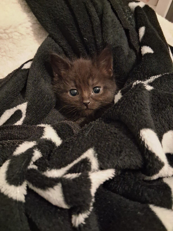 Looking for Forever home
