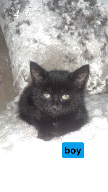 black kittens looking for new home