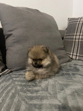 Pomeranian puppies
