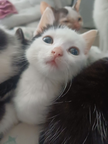 Beautiful black and white kittens