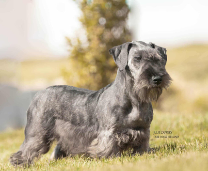 SUPERB Cesky Bitch puppy for sale