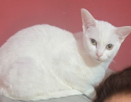 Beautiful white Russian cat