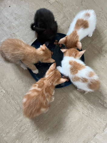 5 kittens for sale