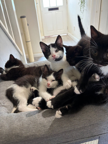 Affectionate loving kittens looking for forever home.