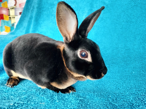 Mini rex for sale