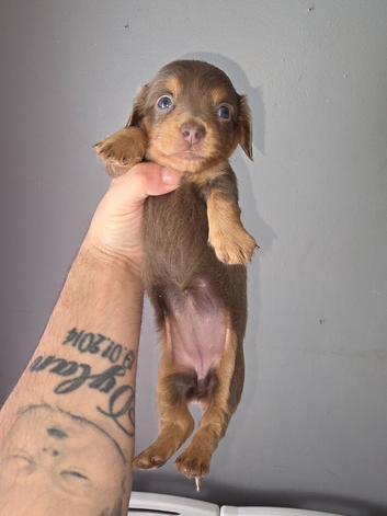 Long Haired Dachshund Puppies