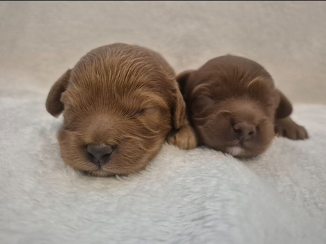 Beautiful toy cavapoo's