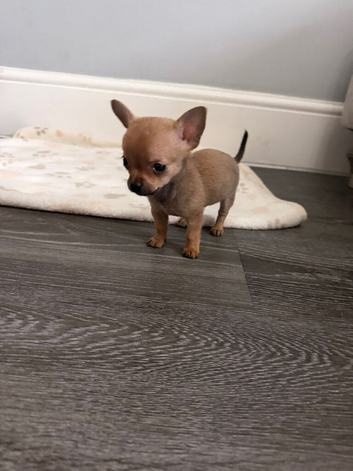 Pomchi Puppies Looking for Their Forever Homes**