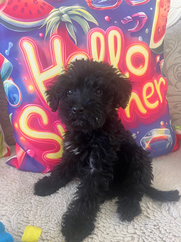 Cavaschnauzer Adorable Pups