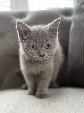 Stunning fluffy male British short haired kitten READY NOW