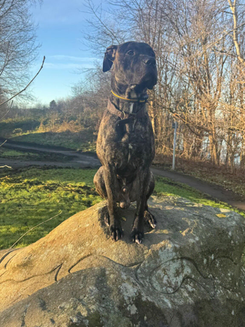 Presa Canario For rehoming Dog Reactive