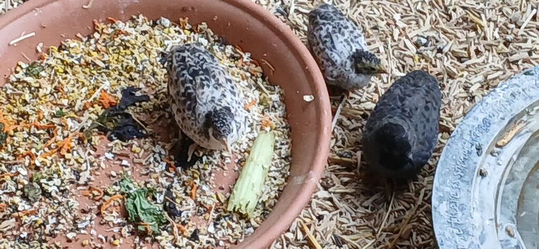 Chinese painted quail